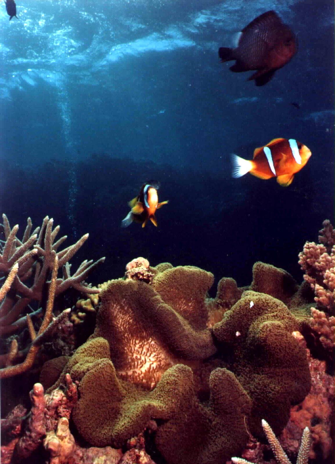 Anemonefish over a leather coral on the Great Barrier Reef