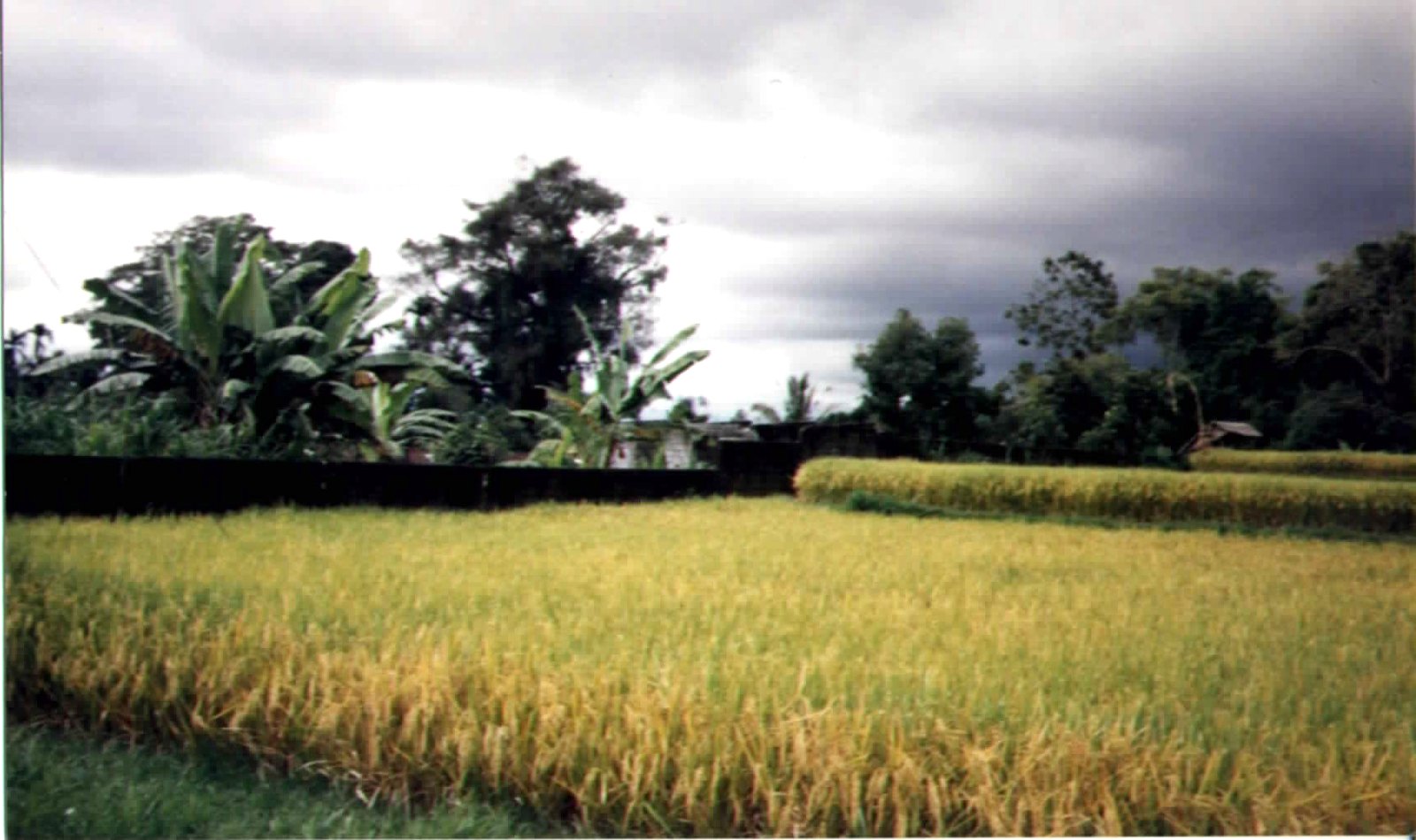 Ripe rice standing gold in a Balinese paddy below banana palms