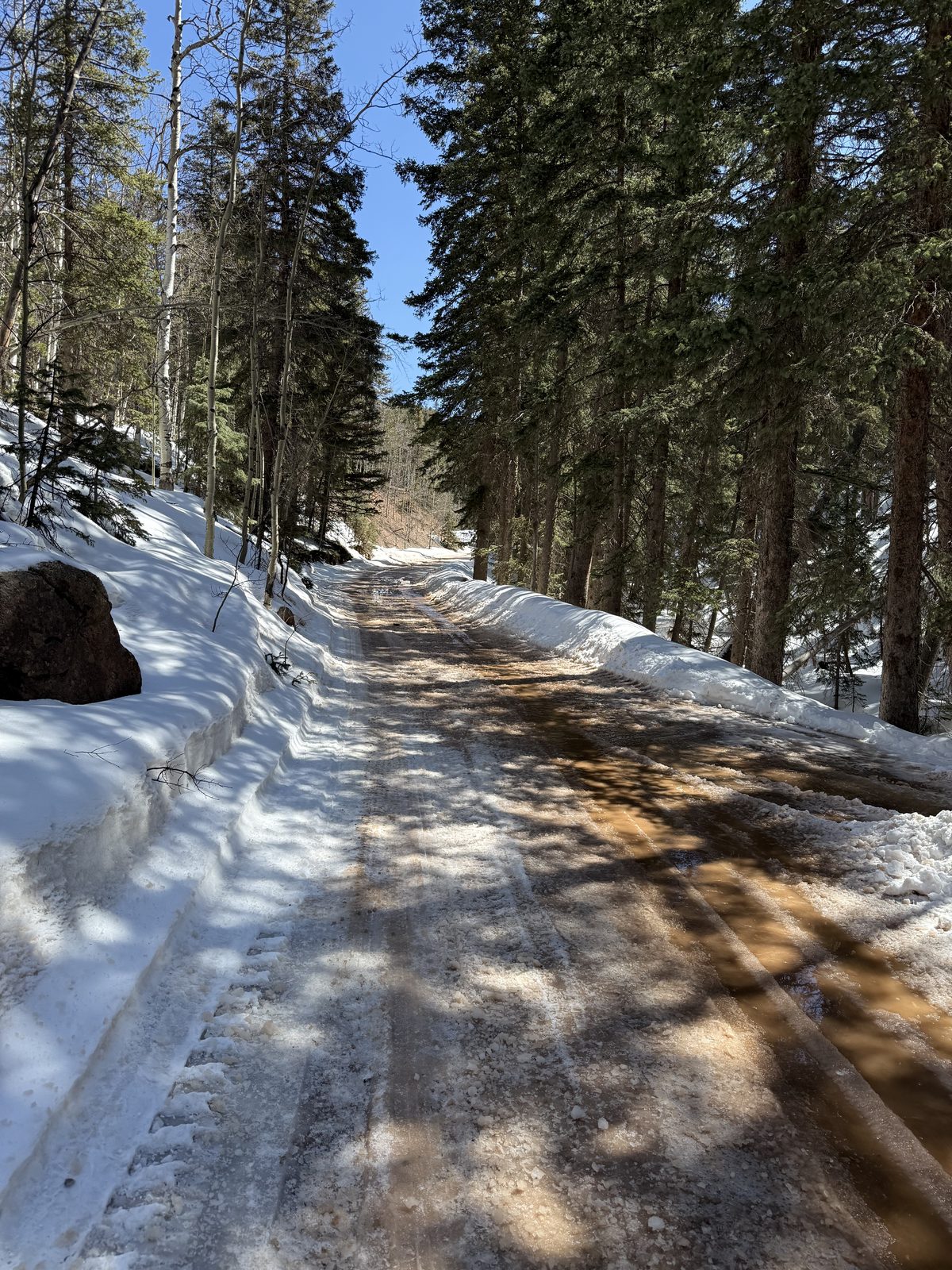 Tire tracks through snow between pines
