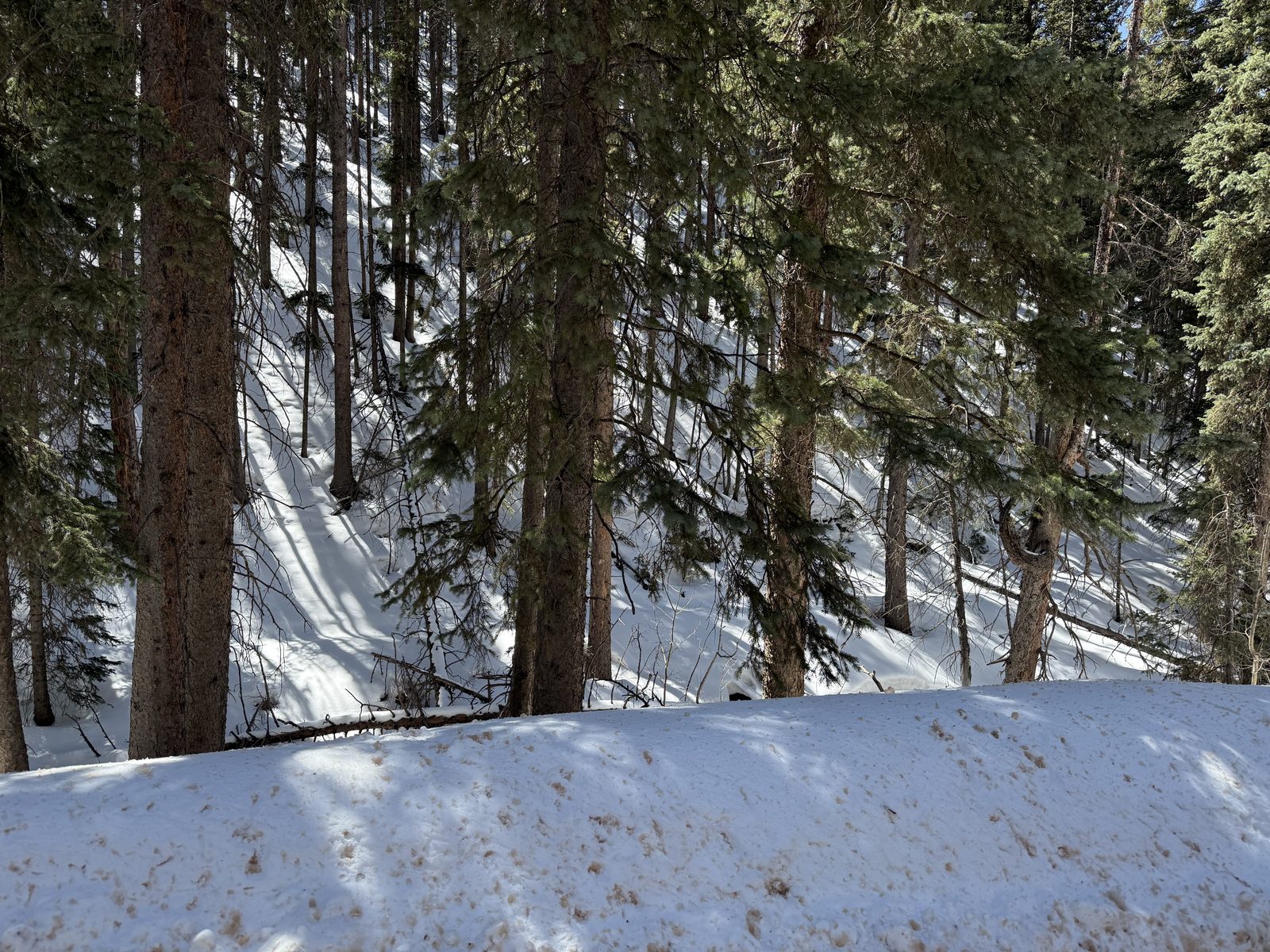 Snow and pines beside the road